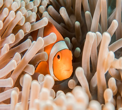 Clown fish