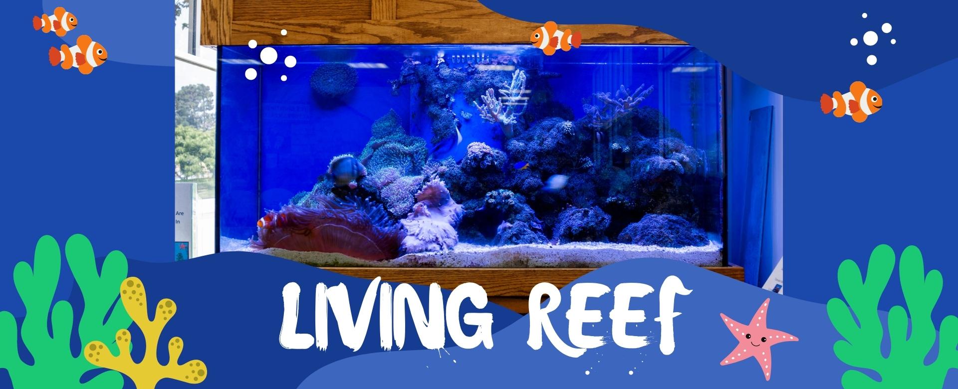 living reef